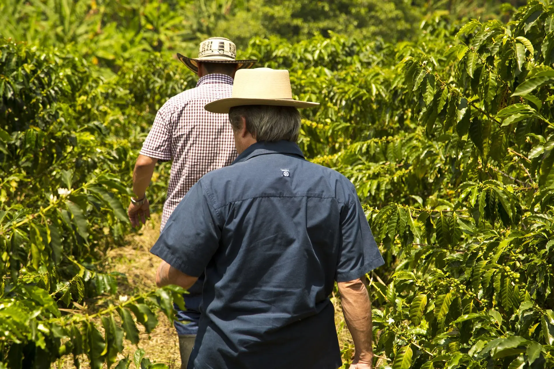 Kaffeebauern auf der Kaffeeplantage in Kolumbien Kaffeebauer und Verwalter bei der Begehung der Plantage in Kolumbien zur Kontrolle der Kaffeekirschen-Reife